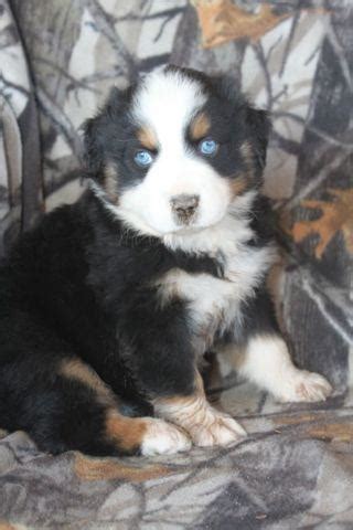 All of candie's puppies have been sold, thank you! Australian shepherd puppy for Sale in Fresno, California ...