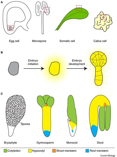 Plant Embryogenesis Current Biology