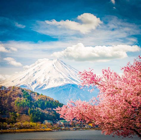 Cool Mt Fuji Cherry Blossom Wallpaper Ideas