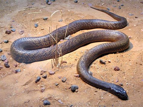 Top 10 Most Dangerous Animals In Australia Owlcation Images