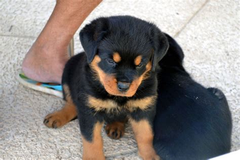 Rottweiler puppies for sale us, most rottweiler litters are fully reserved shortly after birth so an early reservation is needed to select the perfect rottweiler puppy for your home. Rottweiler Puppies For Sale | Tucson, AZ #292427 | Petzlover