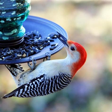 Jutarnji List Treba Li Hraniti Divlje Ptice Naravno A Evo Gdje Ostavljati Hranu I Koja Im Je