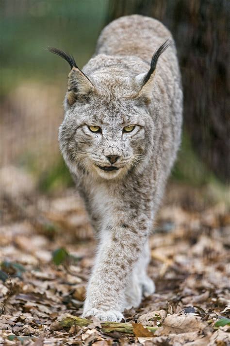 Canada Lynx Kasimir Approaching Small Wild Cats Big Cats Cool Cats
