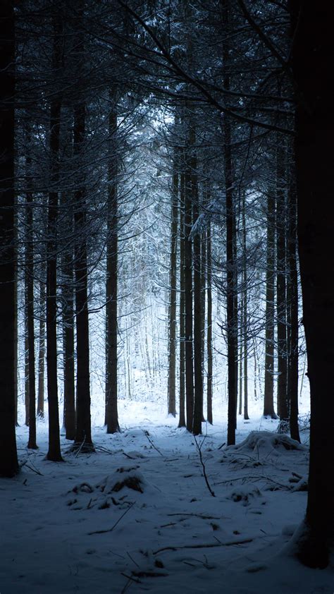 Download Wallpaper 2160x3840 Forest Winter Snow Trees Snowy Hike