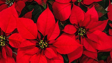 The Poinsettia A Christmas Tradition From Mexico Mary Lou Heard
