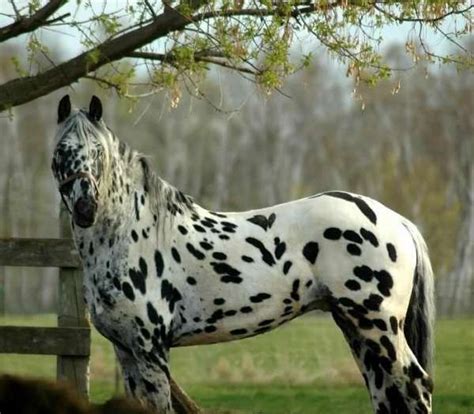 leopard friesianappaloosa stallion  sale horses sport horse appaloosa