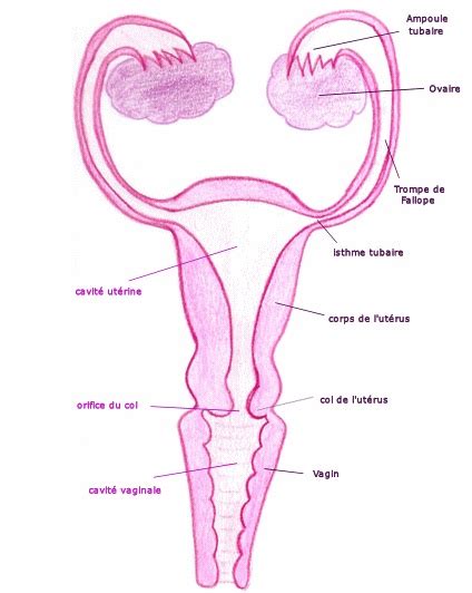 Anatomie Et Physiologie De L Appareil G Nital F Minin Soins