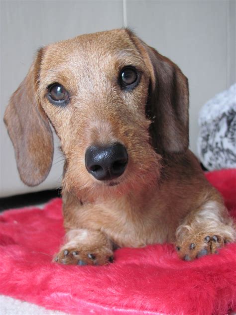 Pin On Dachshund Puppies