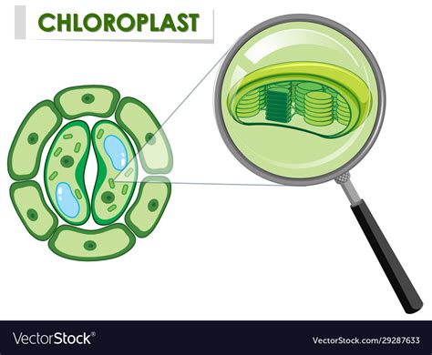 Diagram Showing Chloroplast On Plant Cell Vector Image