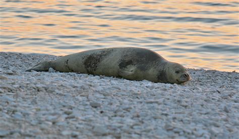 Mediterranean Monk Seal Pinniped