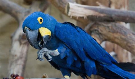 Blue Macaw Beyond Blue Beauty