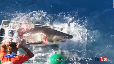 see shocking encounter with great white shark cnn video