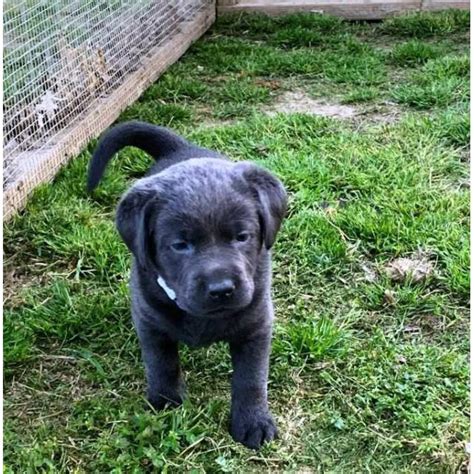 3 Akc Charcoal Female With Silver Female Lab Puppies For Sale In