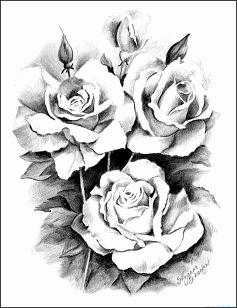 Open Rose Drawing Step By Step At Getdrawings Free Download