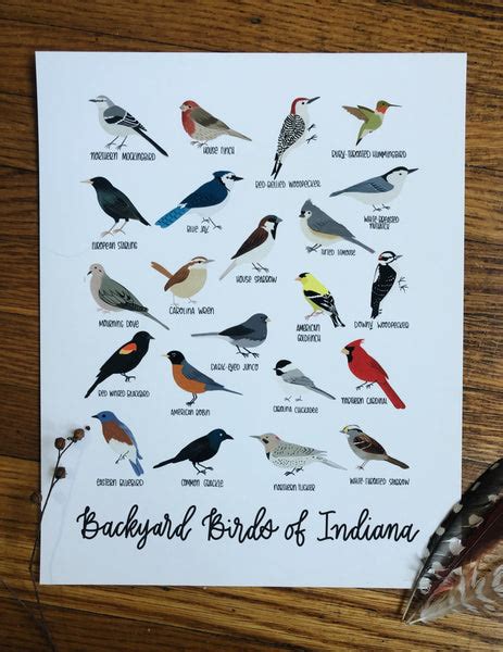 Print Backyard Birds Of Indiana Field And Forest Design