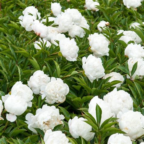 Double White Flowering Peony Perennial Plants Perennials At