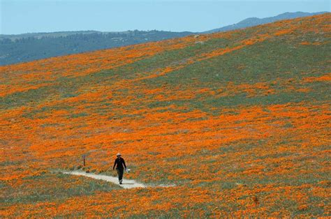 Californias Super Bloom Continues To Explode With Color How Long Will