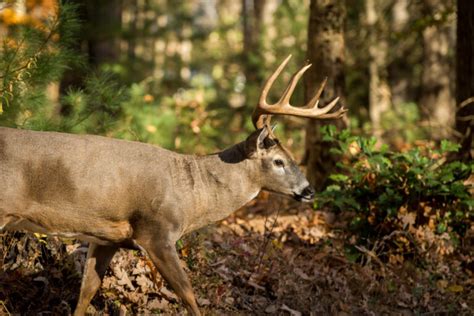 Aging Deer On The Hoof Test You Should Know