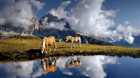 Cool Horse Backgrounds 57 Images