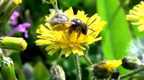 Пчёлы На Цветах Фото