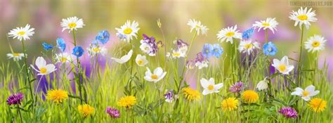 Check spelling or type a new query. Sunny Spring Flowers Facebook Cover