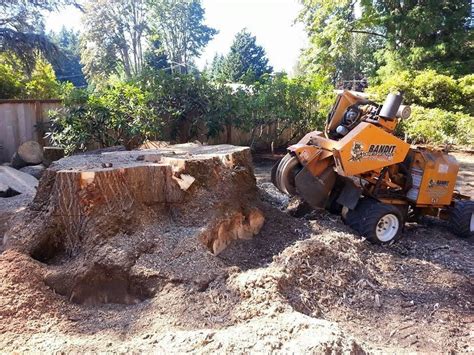 Stump Grinding Vs Stump Removal Sesmas Tree Service