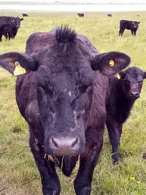 The Aberdeen Angus Hackland Farms