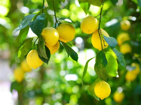 Lemons Falling From Tree How To Fix Premature Fruit Drop On A Lemon