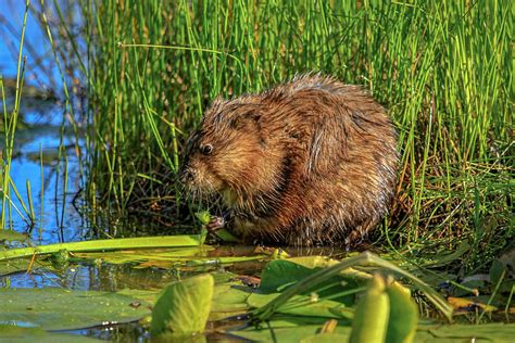 Beaver In The Wetlands Photograph By Ron Grafe