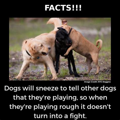 Facts Fun Facts About Dogs Dog Facts Dog Psychology