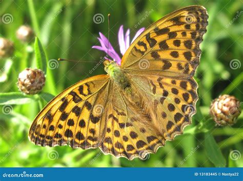 Bright Yellow Butterfly Royalty Free Stock Photo Image 13183445