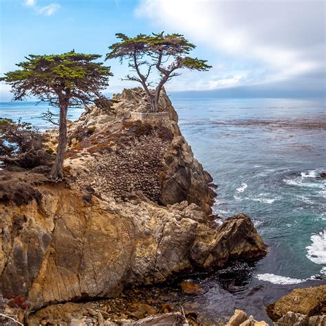 12 The Lone Cypress In Pebble Beach Ca