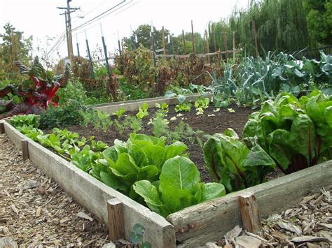 How To Start A Vegetable Garden
