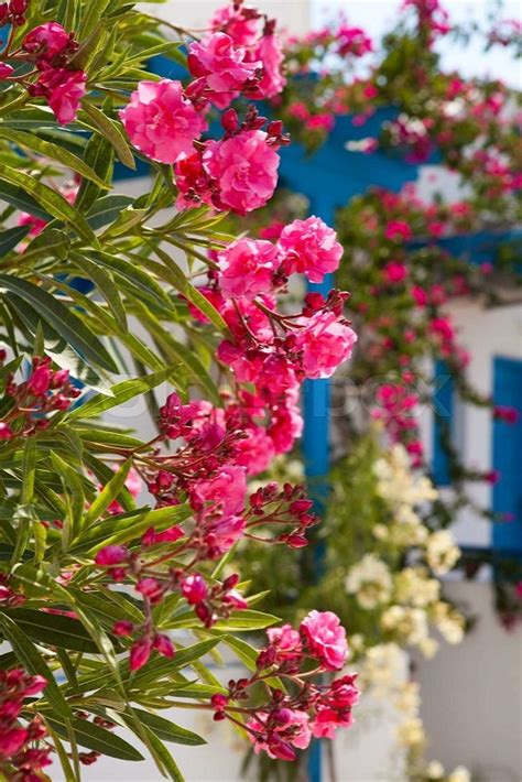 Beautiful Detail Of Pink Flowers In Perissa Santorini Greece Stock