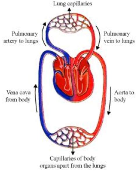 Although the circulatory system is made up of two cycles, both happen at the same time. what is a double circulation ? explain with the schematic ...