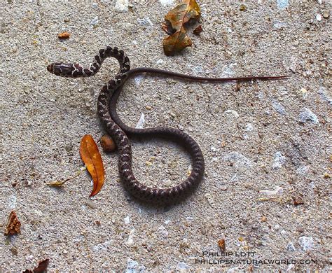 Pygmy Rattlesnake Phillip S Natural World With Images Natural