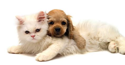 When puppies and kittens are new borns, by far the best food for them is their mothers milk, not only does it contain all the nutrition they need to grow, it also provides valuable antibodies to help their. Cat and dog cuddling wallpaper | HD Animals Wallpapers