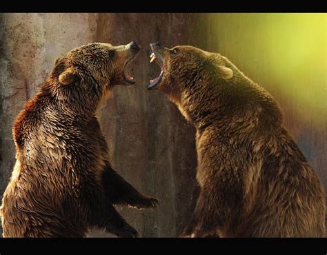 Two Grizzly Bears Fight On A Hot Spring When Animals Fight Pictures