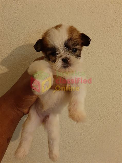 Shih Tzu Pomeranian For Sale In Meet Up Delivery Kingston St Andrew Dogs