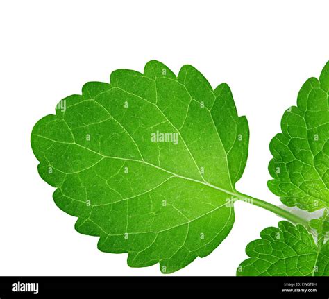 Mint Leaves Isolated On White Background Stock Photo Alamy