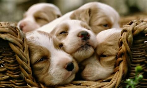 See more cute puppy wallpaper, puppy wallpaper, puppy valentine wallpaper, spring puppy feel free to send us your own wallpaper and we will consider adding it to appropriate category. Puppy Photography 1080p Wallpapers | HD Wallpapers (High ...