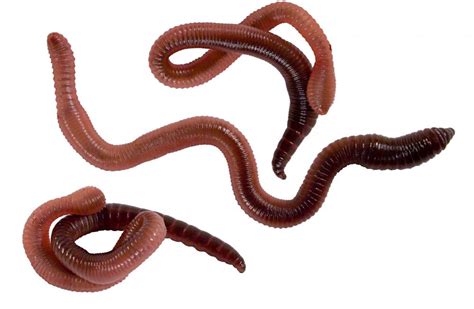 What Are The Different Types Of Worms With Pictures