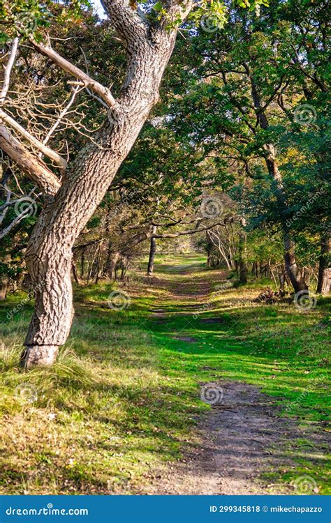 Big Oak Tree Along Path Or Trail In Dunes Forest Stock Photo Image Of