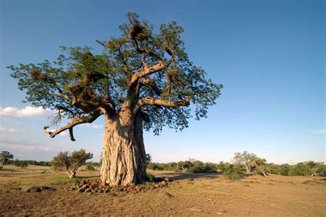 Baobab I Benefici Del Frutto Dellalbero Della Vita