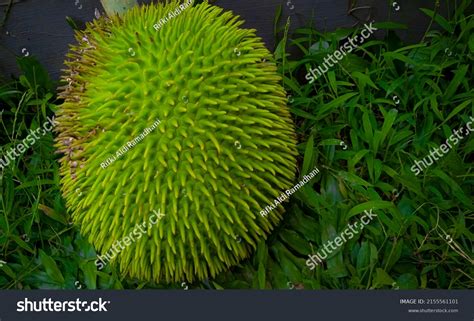 Kluwih Fruit Artocarpus Camansi Typical Local Stock Photo 2155561101