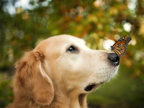 Butterfly On A Nose Of A Dog Wallpapers And Images Wallpapers