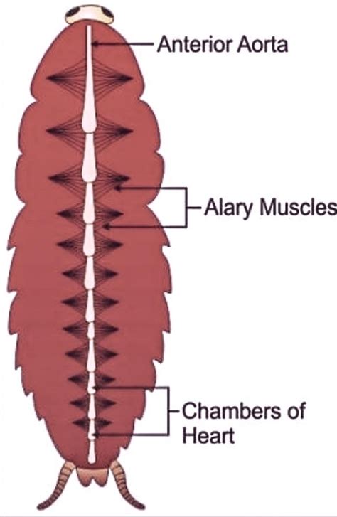 14 Closed Circulatory System Diagram Robhosking Diagram