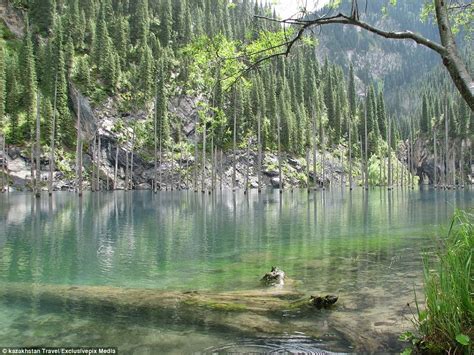 Photos Show The Amazing Sunken Forest Rising Out Of A Lake Daily Mail