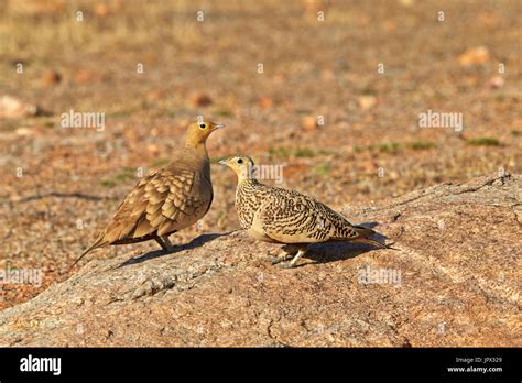 Black Bellied Sandgrouse Sandur Mountain Range India Stock Photo Alamy