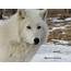 Care For Us – Arctic Wolf  Wild Welfare